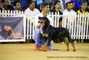 Bangalore Canine Club 2014 | rottweiler,sw-138,
