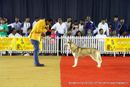 Bangalore Canine Club 2014 | siberian husky,sw-138,