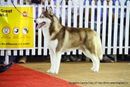 Bangalore Canine Club 2014 | ex-364,siberian husky,sw-138,