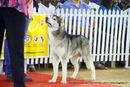 Bangalore Canine Club 2014 | ex-368,siberian husky,sw-138,