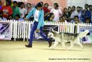 Bangalore Canine Club 2014 | ex-369,siberian husky,sw-138,
