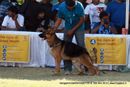 Bangalore Dog Show 2012 | ex-433,german shepherd,sw-69,