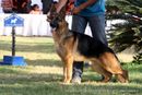 Bangalore Dog Show 2012 | ex-433,german shepherd,sw-69,