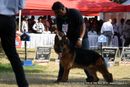 Bangalore Dog Show 2012 | ex-441,german shepherd,sw-69,