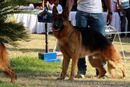 Bangalore Dog Show 2012 | ex-447,german shepherd,sw-69,
