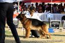 Bangalore Dog Show 2012 | ex-448,german shepherd,sw-69,