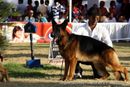 Bangalore Dog Show 2012 | ex-448,german shepherd,sw-69,