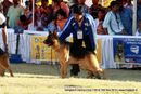 Bangalore Dog Show 2012 | ex-436,german shepherd,sw-69,