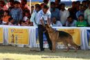 Bangalore Dog Show 2012 | ex-437,german shepherd,sw-69,