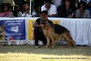 Bangalore Dog Show 2012 | ex-438,german shepherd,sw-69,