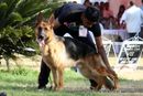 Bangalore Dog Show 2012 | ex-438,german shepherd,sw-69,