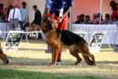 Bangalore Dog Show 2012 | ex-439,german shepherd,sw-69,
