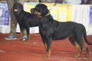 Bangalore Dog Show | ex-293,rottweiler,sw-102,