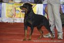 Bangalore Dog Show | ex-292,rottweiler,sw-102,
