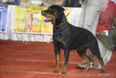 Bangalore Dog Show | ex-292,rottweiler,sw-102,