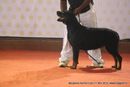 Bangalore Dog Show | ex-294,rottweiler,sw-102,