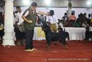 Bangalore Dog Show | ex-298,rottweiler,sw-102,
