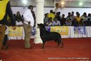 Bangalore Dog Show | rottweiler,sw-102,