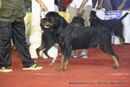 Bangalore Dog Show | rottweiler,sw-102,