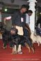 Bangalore Dog Show | ex-279,rottweiler,sw-102,