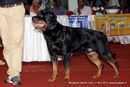 Bangalore Dog Show | ex-279,rottweiler,sw-102,