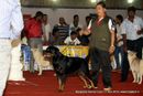 Bangalore Dog Show | ex-296,rottweiler,sw-102,