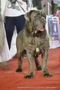 Bangalore Dog Show | neapolitan mastiff,sw-102,