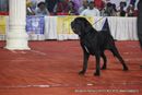 Bangalore Dog Show | ex-320,neapolitan mastiff,sw-102,