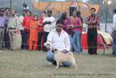 Bareilly Dog Show 2011 | ex-08,pug,sw-41,