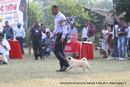 Bareilly Dog Show 2011 | ex-9,pug,sw-41,