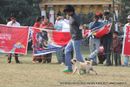 Bareilly Dog Show 2011 | ex-11,pug,sw-41,