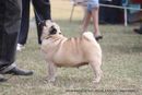 Bareilly Dog Show 2011 | pug,sw-41,