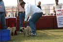 Bareilly Dog Show | pug