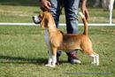 Baroda Dog Show 4th Nov 2012 | sw-64, beagle,ex-44,sw-64,