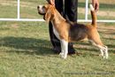 Baroda Dog Show 4th Nov 2012 | sw-64, beagle,ex-51,sw-64,