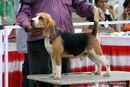 Baroda Dog Show 4th Nov 2012 | sw-64, beagle,ex-50,sw-64,