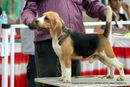 Baroda Dog Show 4th Nov 2012 | sw-64, beagle,ex-50,sw-64,