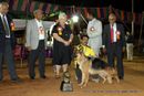 Best Bred in India | sw-11,ex-266,gsd,lineup,