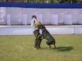 Bhubaneswar dog show | bhubaneswar dog show