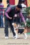 Chandigarh Dog Show 2013 | beagle,ex-83,sw-75,