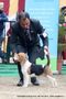 Chandigarh Dog Show 2013 | beagle,ex-86,sw-75,