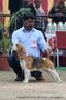Chandigarh Dog Show 2013 | beagle,ex-87,sw-75,