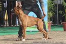 Chandigarh Dog Show 2013 | boxer,ex-176,sw-75,