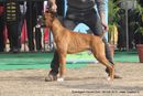 Chandigarh Dog Show 2013 | boxer,ex-176,sw-75,