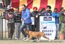 Chandigarh Dog Show 2013 | boxer,sw-75,