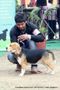 Chandigarh Dog Show 2013 | beagle,ex-71,sw-75,