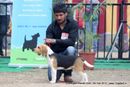 Chandigarh Dog Show 2013 | beagle,ex-77,sw-75,