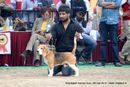 Chandigarh Dog Show 2013 | beagle,ex-85,sw-75,