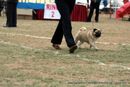 Chandigarh Kennel Club 2011 | sw-35, pug,