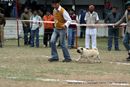 Chandigarh Kennel Club 2011 | sw-35, ex-18,pug,